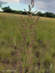 Eragrostis gummiflua