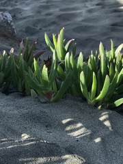 Carpobrotus chilensis
