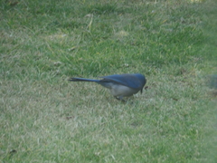 Aphelocoma wollweberi