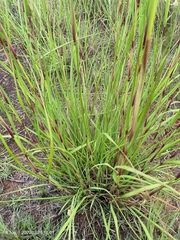 Eragrostis gummiflua