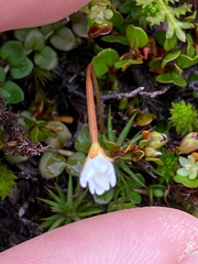 Epilobium brunnescens