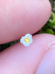 Epilobium brunnescens