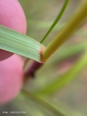 Eragrostis gummiflua