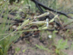 Silene aethiopica
