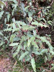 Olearia ilicifolia