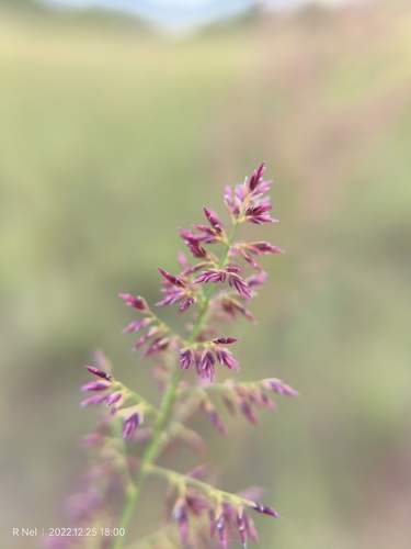 Image of Eragrostis gummiflua by (c) Ricus Nel, some rights reserved (CC BY)