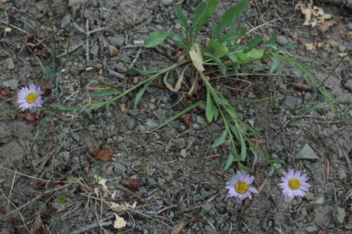 Mad River fleabane (Erigeron maniopotamicus)