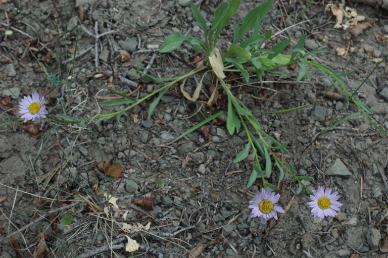 Erigeron maniopotamicus