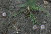 Mad River Fleabane Daisy - Photo (c) 2007 Dean Wm. Taylor, Ph.D., some rights reserved (CC BY-NC-SA)