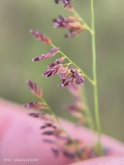 Eragrostis gummiflua