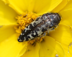 Acmaeodera