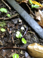 Hydrocotyle leucocephala