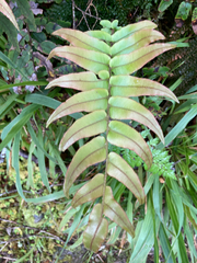 Blechnum montanum