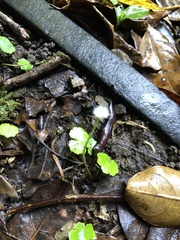 Hydrocotyle leucocephala