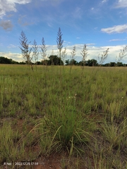 Eragrostis gummiflua