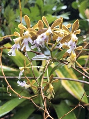 Epidendrum exasperatum