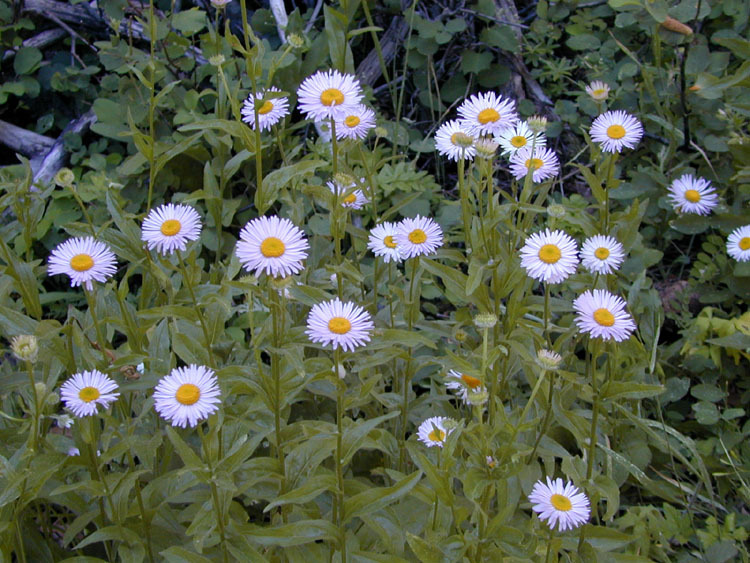 Erigeron aliceae