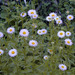Erigeron aliceae - Photo (c) 2003 Dianne Fristrom,  זכויות יוצרים חלקיות (CC BY-SA)