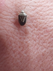 Aeliomorpha