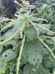 Urtica membranacea