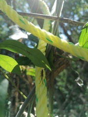 Dorcasta crassicornis