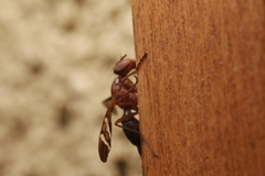 Tritoxa cuneata