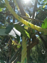 Dorcasta crassicornis