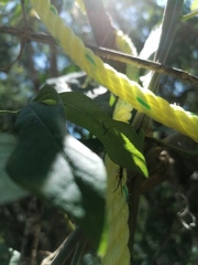 Dorcasta crassicornis