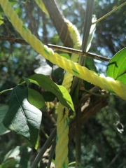 Dorcasta crassicornis