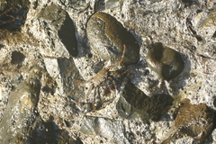 Grapsus adscensionis