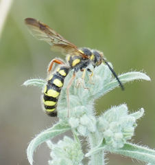 Colpa octomaculata