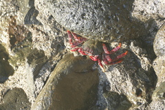 Grapsus adscensionis