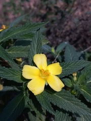 Turnera ulmifolia
