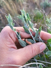 Anthyllis cytisoides