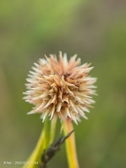 Cyperus cristatus
