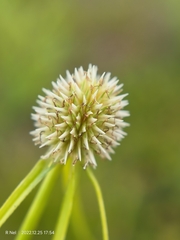 Cyperus cristatus