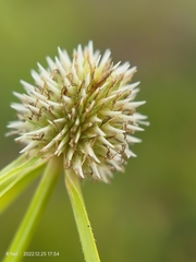 Cyperus cristatus