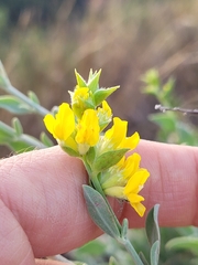 Anthyllis cytisoides