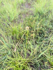 Cyperus cristatus
