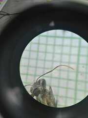 Gigantiops destructor