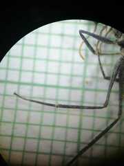 Gigantiops destructor