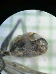 Gigantiops destructor