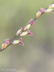 Panicum coloratum