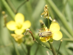 Chauliognathus scriptus