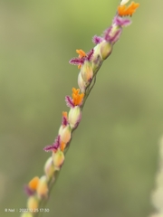 Panicum coloratum