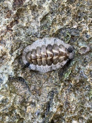 Acanthopleura granulata