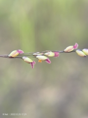 Panicum coloratum