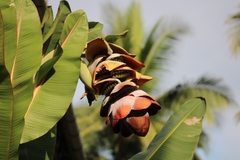 Ensete superbum
