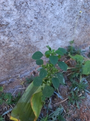 Acalypha indica