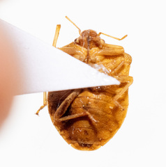 Dendrocoris contaminatus